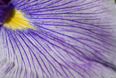 花菖蒲（Iris ensata） - 明月院 -_b0093820_1653558.jpg