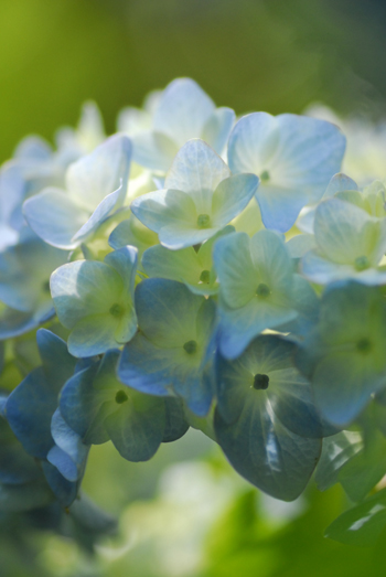 あじさい(Fresh Hydrangea) - あじさい寺(明月院) -_b0093820_1653710.jpg