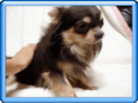 e0119627_14495764.gif