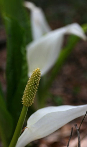 谷　地　温　泉　の　花_d0038630_19404456.jpg