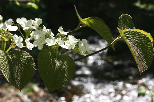 谷　地　温　泉　の　花_d0038630_1952413.jpg