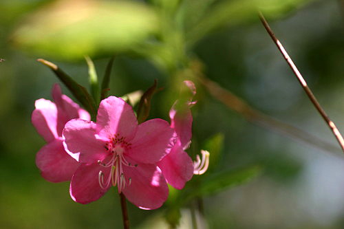 谷　地　温　泉　の　花_d0038630_1954159.jpg