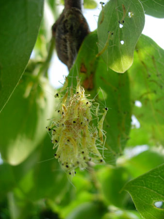 続々参上、カマキリ部隊_e0097534_1818640.jpg