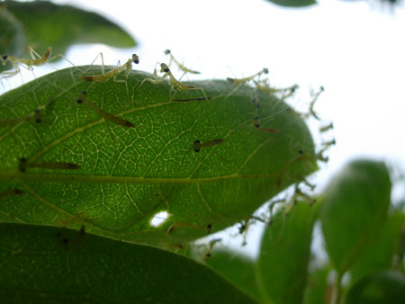 続々参上、カマキリ部隊_e0097534_18193621.jpg