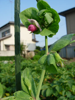 花、実、あれこれ_e0097534_18435774.jpg