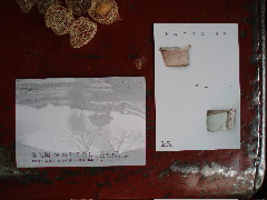6月の企画_d0111039_17572896.jpg