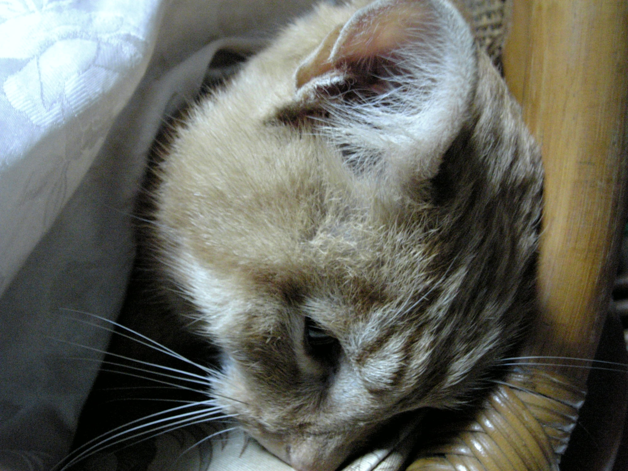 JAKKY 闘病記_c0118352_0261531.jpg