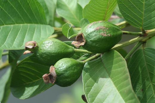 フトモモ科 Myrtaceae えるだまの植物図鑑 フトモモ科 Myrtaceae えるだまの植物図鑑