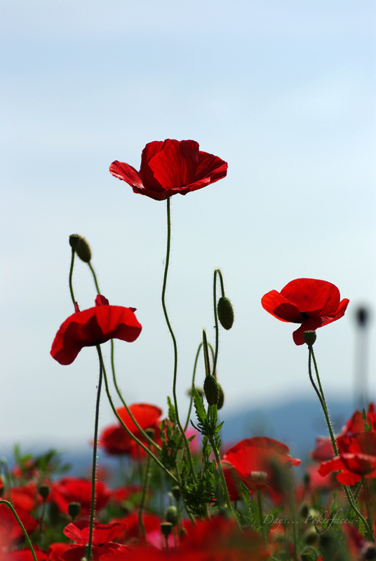 Poppy_d0079559_20543348.jpg