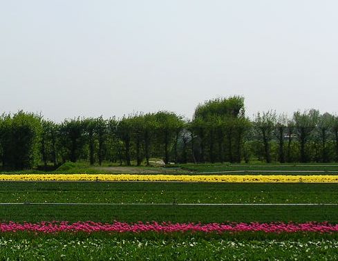2007年6月4日(月)・・・オランダ・アムステルダム三昧!_f0060461_21153267.jpg