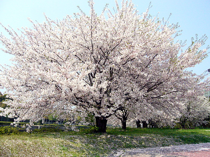 西条市総合運動公園 _f0085962_040664.jpg