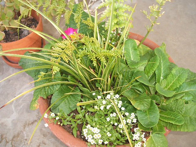 c0115366_66035.jpg
