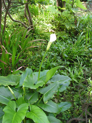 e0052268_1962961.jpg