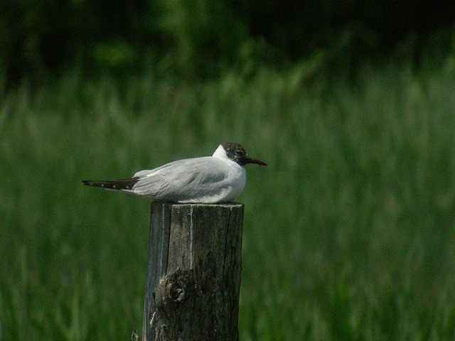 ★オオバンまだいました! 週末の鳥類園情報(2007.6.2~3) _e0046474_16421447.jpg
