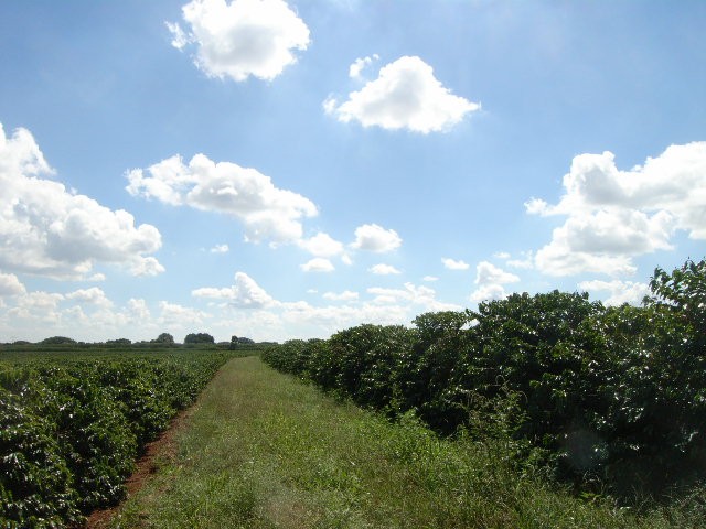 ブラジルと農園_c0119583_7344992.jpg