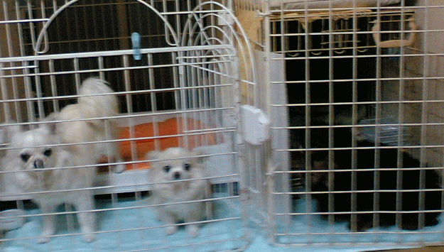 c0088584_12595173.gif