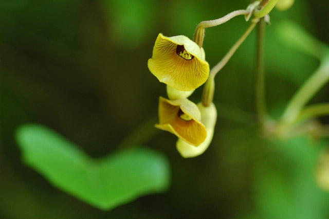 植物園の花たち_c0031909_1127887.jpg