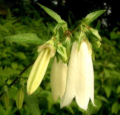 e0034012_1283929.jpg