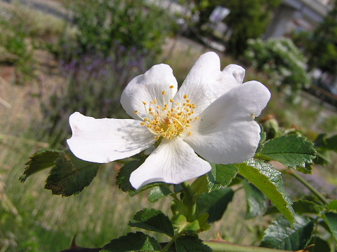 チコリ・薄紅葵・ドッグ ローズ･五色と八重毒痛み・姫沙羅など_a0037019_7295251.jpg