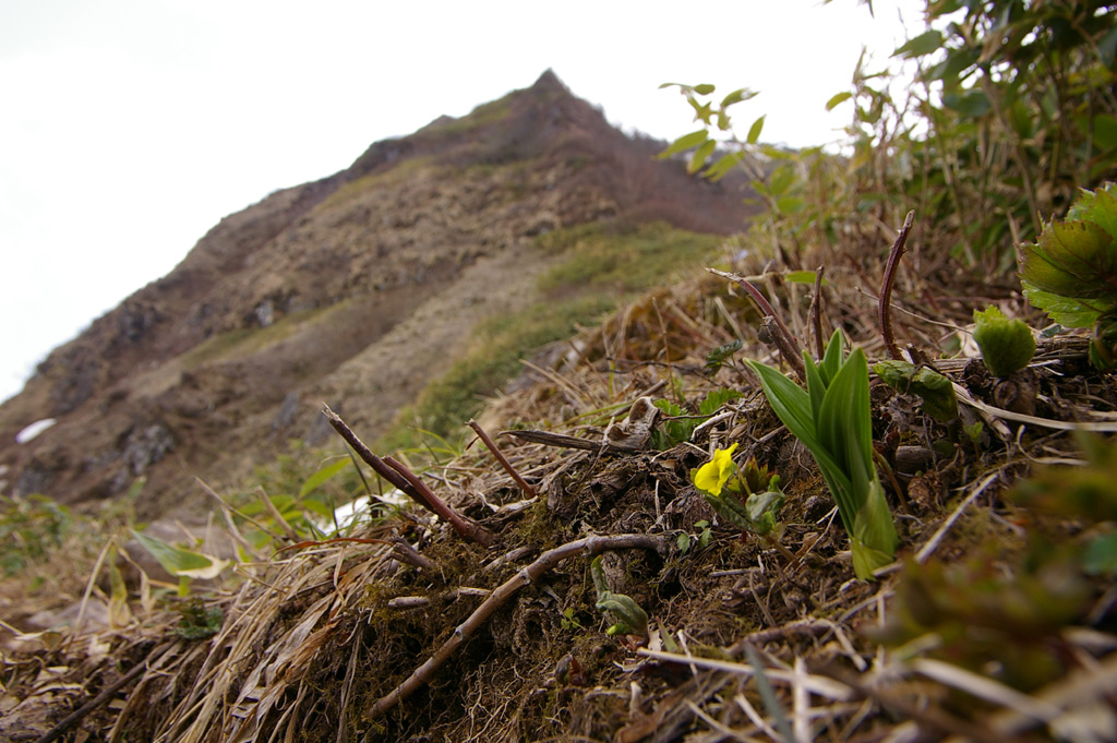 苗場山遠足　(5/26)  Ⅱ_b0062024_1874314.jpg