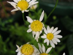 b0031925_9564793.jpg