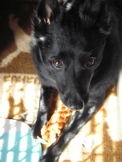 d0049135_10493322.gif