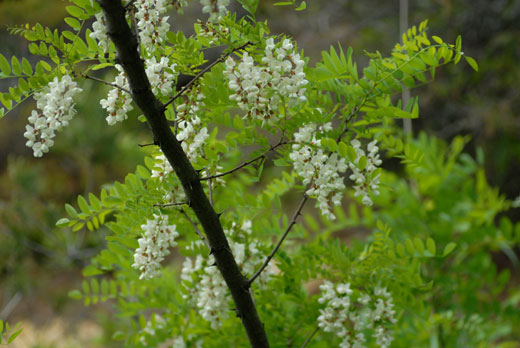 c0093046_552445.jpg