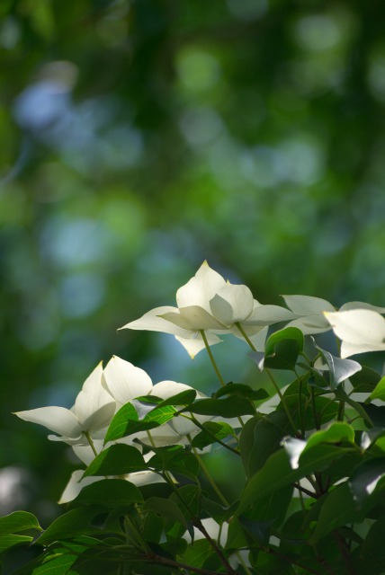 花～横山公園にて～_e0063851_17311910.jpg