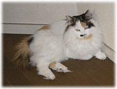 c0025852_16202861.gif