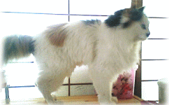 c0025852_16205269.gif