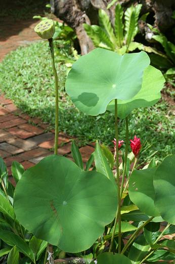 ハス科 Nelumbonaceae えるだまの植物図鑑
