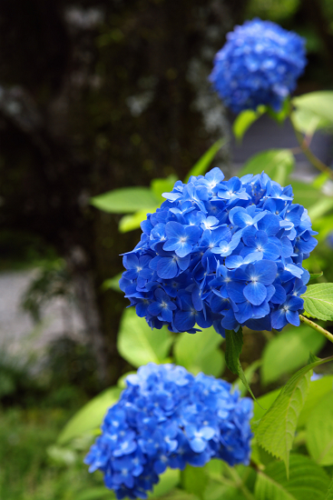 鎌倉・光則寺（６月５日）_c0057265_1619182.jpg