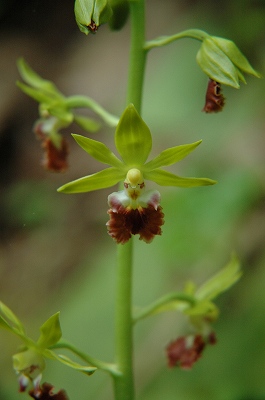 薬用植物園_e0064576_2042643.jpg