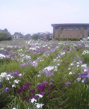 ときがわ町菖蒲まつりと阪神。_b0032079_14592795.jpg