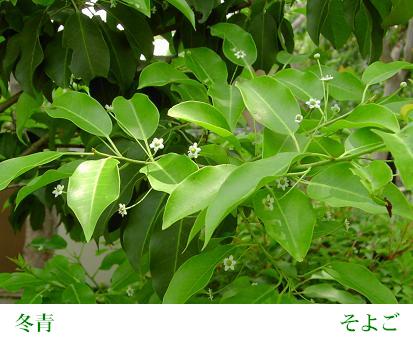 a0091680_1691181.jpg