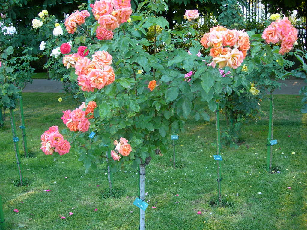 a0080183_19884.jpg