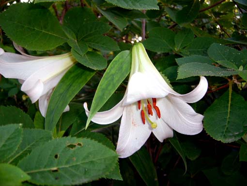 6月・野山に咲く花_d0088788_20515585.jpg