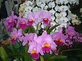 e0120294_36397.jpg