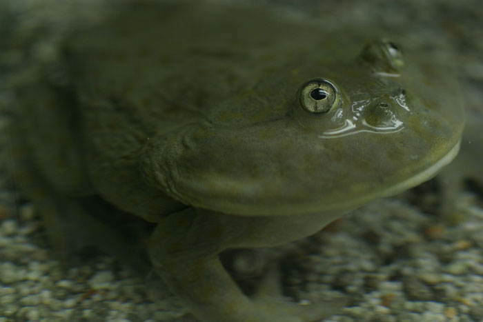 カエルの日 水族館ふりーく