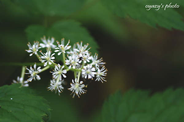 花_a0071514_21363375.jpg