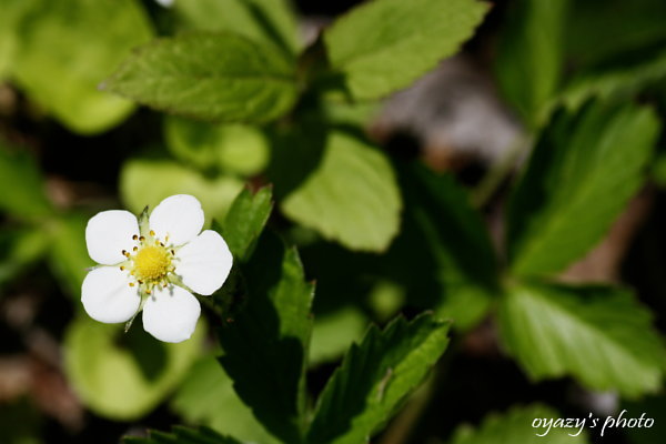 花_a0071514_21364620.jpg