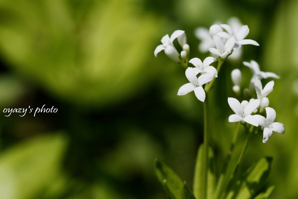 花_a0071514_2137327.jpg