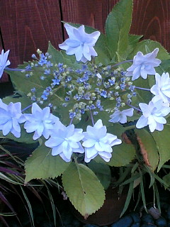 今年も隅田の花火が咲きました。_f0061414_1772298.jpg