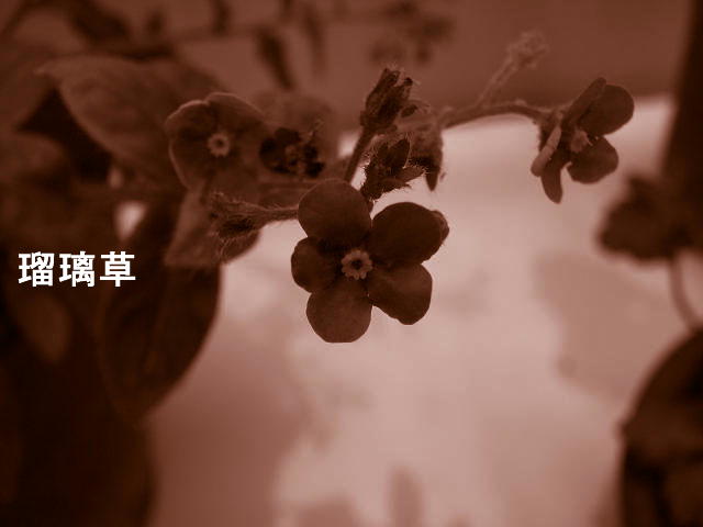 f0099535_7433845.jpg