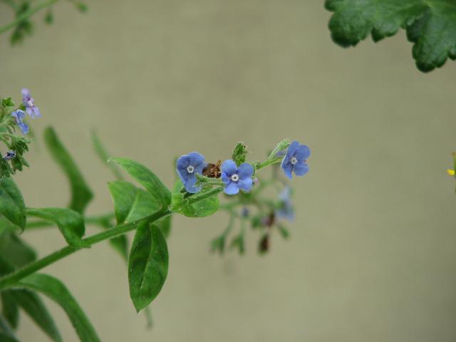 f0099535_744401.jpg