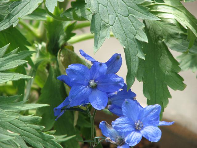 デルフィニウム ミントブルー 百花繚乱 デルフィニウム ミントブルー 百花繚乱