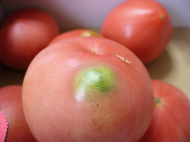 このトマトは_a0009540_14184259.jpg