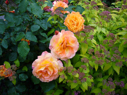 c0093046_6421067.jpg