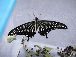 a0085647_14293810.gif