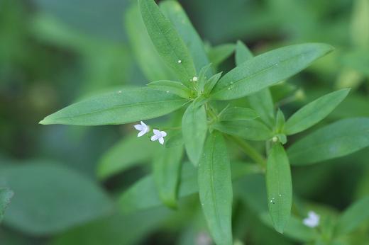 アカネ科（Rubiaceae）_d0096455_8422271.jpg